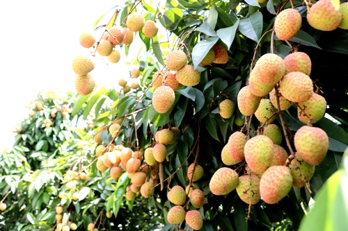 Vải Thanh Hà mang hương vị thơm,ngon, có vị ngọt đặc trưng nên chinh phục được nhiều khách hàng và thị trường khó tính như Mỹ, Úc, Nhật Bản, Đức... Ảnh: Giang Chinh